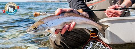 Sea trout fishing - Denmark Fishing Outdoor Lodge - vacation, seatrout ...