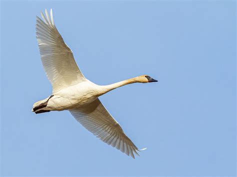 Trumpeter Swan Migration: A Complete Guide | Birdfact