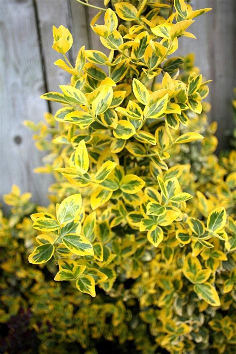 30 Best Shrubs for Shade in Your Yard | Shade loving shrubs ...