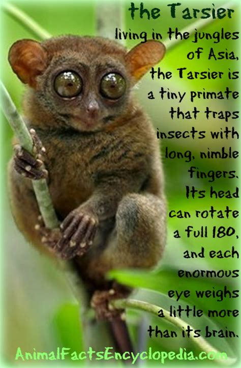 Tarsier Facts - Animal Facts Encyclopedia