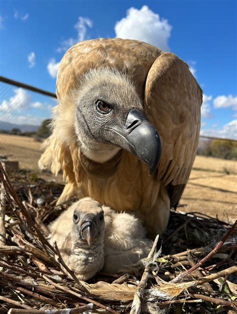 Africa’s largest vulture relocation project gets the green light