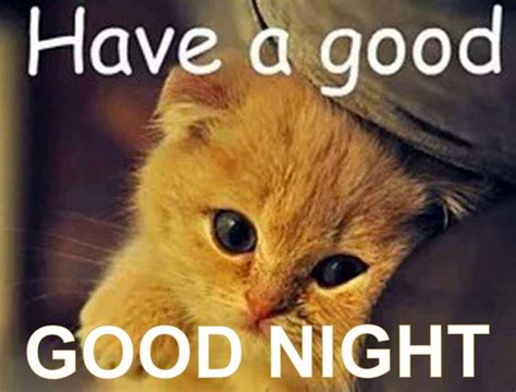 50 Good Night Memes And Images to Enjoy Your Day – LittleNivi.Com