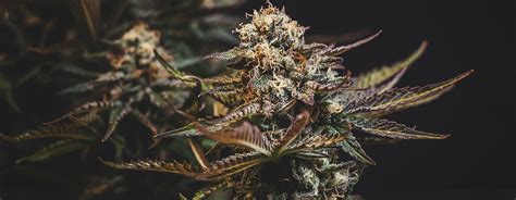 Top 5 Cannabis Strains For Outdoor Growing - Royal Queen Seeds - RQS Blog