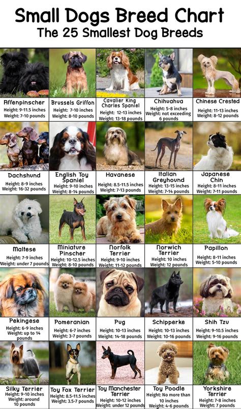 Small Dogs Breed Chart - With Heights and Weights - PatchPuppy.com