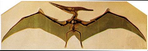 Pteranodon | fossil reptile genus | Britannica.com