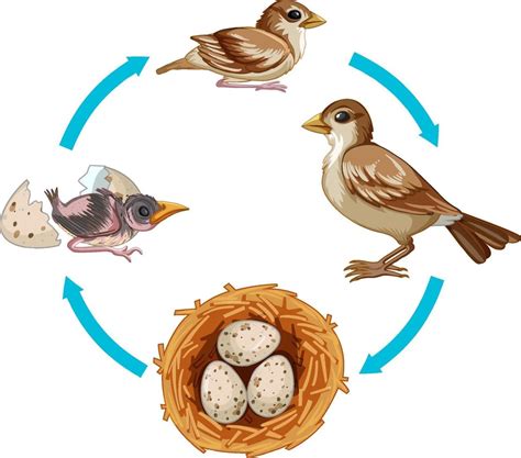 Life cycle of bird on white background 2288498 Vector Art at Vecteezy