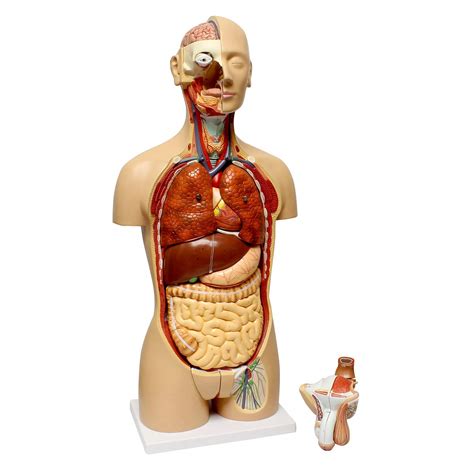 MonMed Human Torso Model – Life Size Human Body Model Anatomy Doll with ...