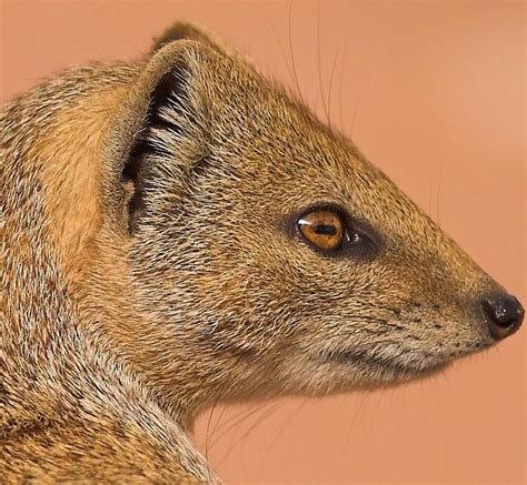 Mongoose Facts - Animal Facts Encyclopedia