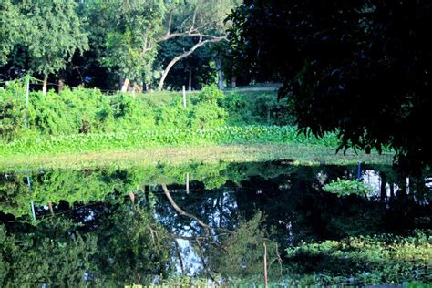 Sundarban Mangrove forest stock photo. Image of daytime - 51953902