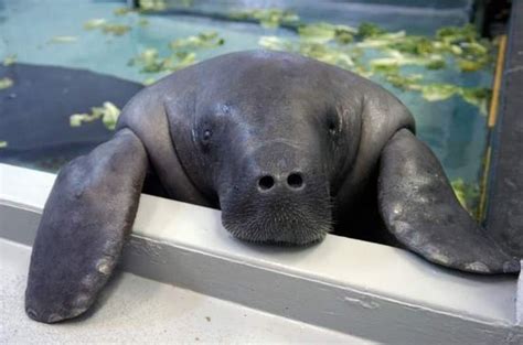 9 Pictures That Prove Manatees Are The Ocean's Cutest Creature