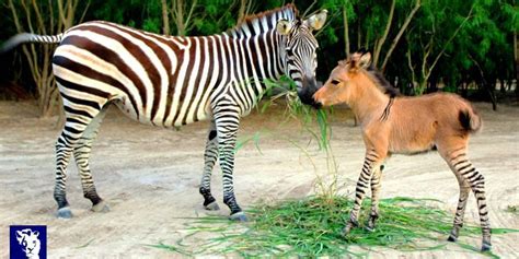 This Adorable 'Zonkey' Is What You Get When You Cross A Zebra And A Dwarf Albino Donkey | HuffPost