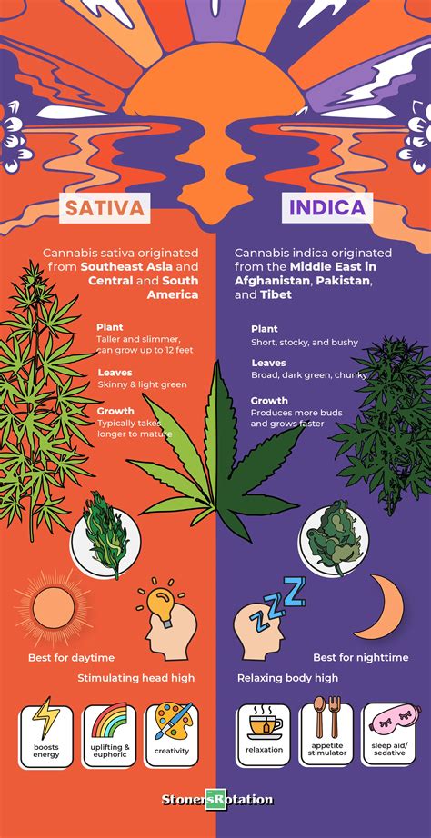 Indica vs Sativa: History and Differences • Stoners Rotation