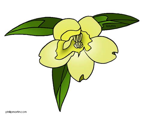 Lily clipart yellow jessamine, Lily yellow jessamine Transparent FREE for download on ...