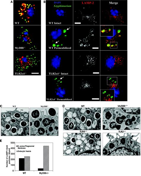 Regulation of Phagosome Maturation by Signals from Toll-Like Receptors | Science