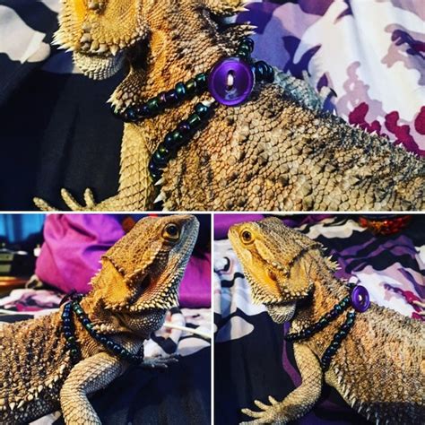 Handmade Bearded Dragon Harness by TheBeardieStop on Etsy