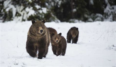 Wildlife Walks in Yellowstone - Insider Journeys