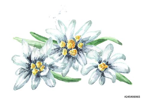 Edelweiss Drawing at PaintingValley.com | Explore collection of ...