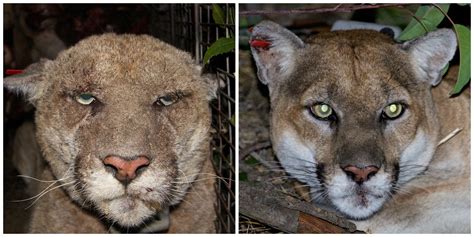 P-22, Famed Hollywood Mountain Lion, May Be Euthanized | Hollywood, CA Patch