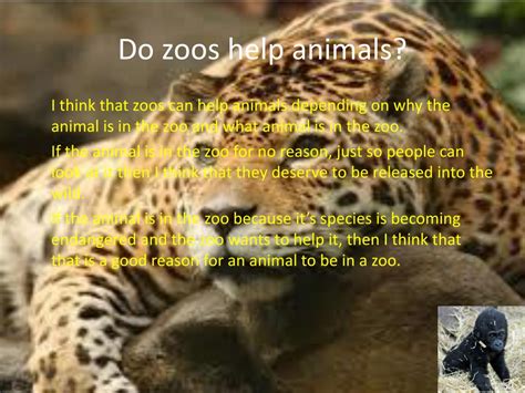 PPT - Should animals be kept in zoos? What are the pros and cons about ...