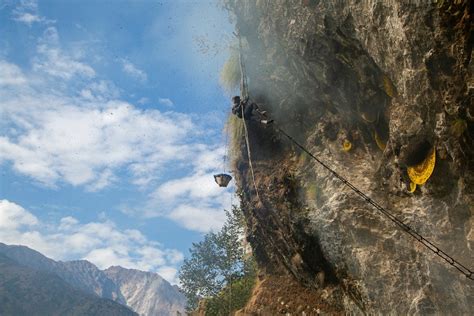 Nepal's honey hunters risk lives for prized honey in cliff hives - ABC News