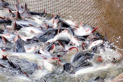 The Vietnamese pangasius industry shows positive growth signals in the ...