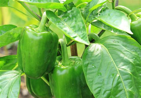 Planting, Growing, and Harvesting Bell Peppers - 16 Acres Garden Center