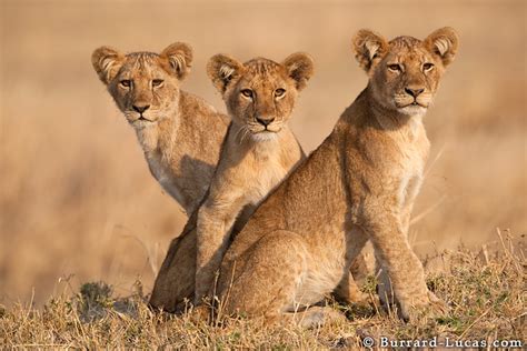 Three Lion Cubs | Three beautiful lion cubs waiting for the … | Flickr