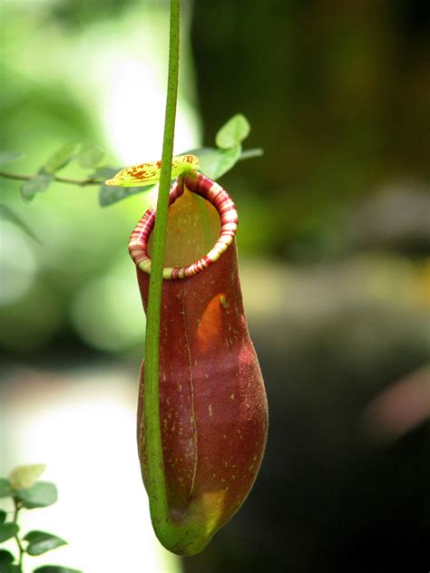 Pitcher Plant Care: The Complete Guide