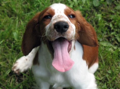 Welsh Springer Spaniel Breed Guide - Learn about the Welsh Springer Spaniel.