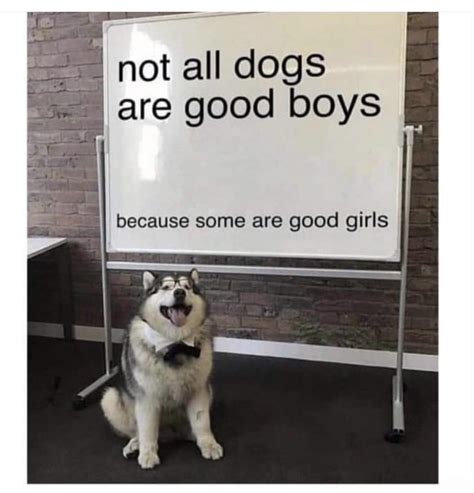 Heckin’ good! | /r/wholesomememes | Wholesome Memes | Know Your Meme