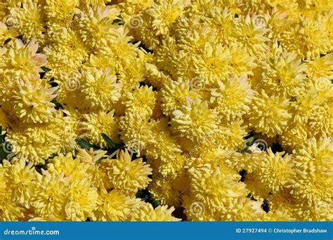 Yellow Mums stock photo. Image of flora, nature, garden - 27927494