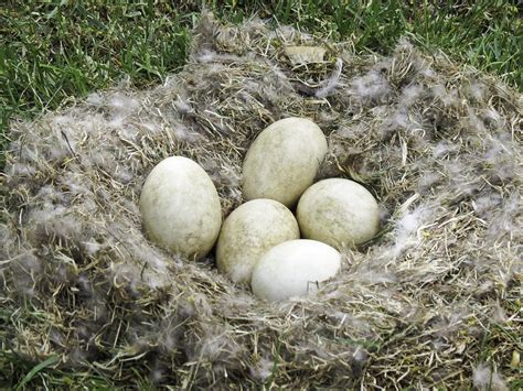 Canadian Geese Eggs | Chris Wilbur | Flickr