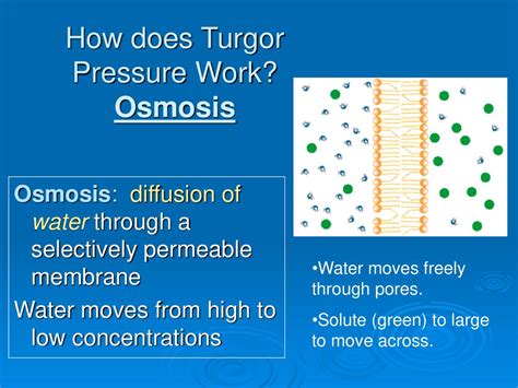 Turgor Pressure. - ppt download