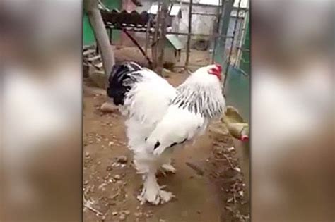 This fearsome beast is the biggest chicken you will EVER see | Daily Star