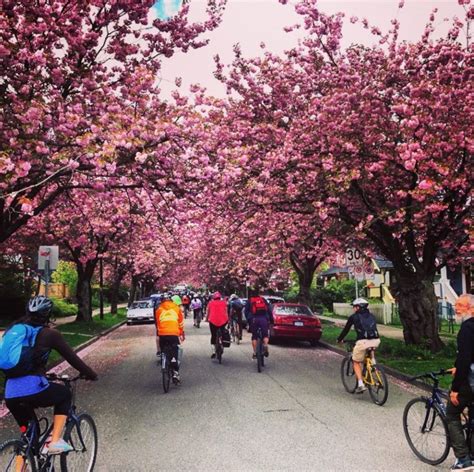 Vancouver Cherry Blossom Festival Is On Now- Here's What To Know ...