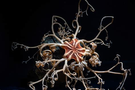 Basket star | Animals | Monterey Bay Aquarium