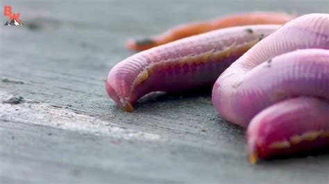 What Are Bloodworms Teeth Made Out Of - Teeth Poster