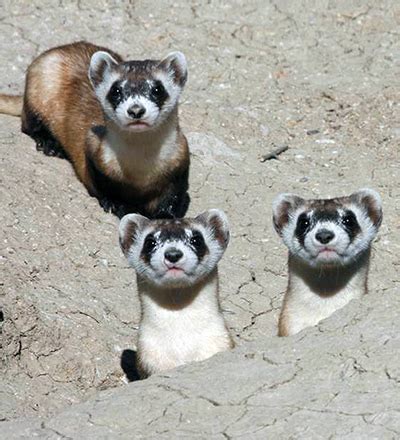 Black-footed Ferret Conservation - CMZoo