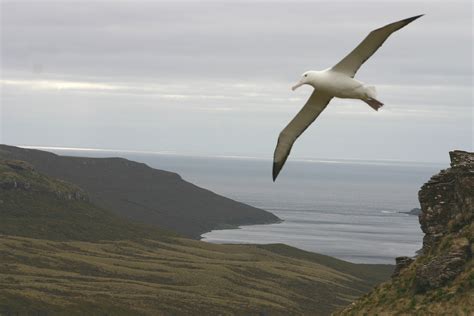 Campbell Island | Southern Royal Albatross | Sub-Antarctic Islands