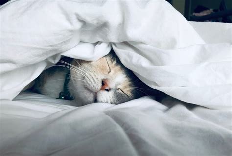 Cat Snoring: Causes and Remedies. Cats, our feline friends whom we love ...