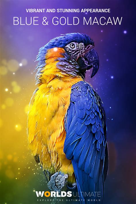 Blue and Gold Macaw: Facts, Habitat, Food & Care (Ara ararauna)