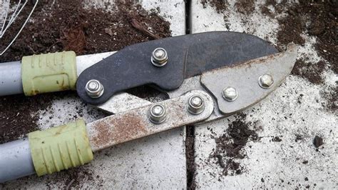 What Are The Best Tools For Pruning?