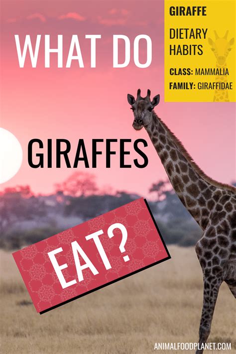 The Giraffe's Diet (in the Wild/Captivity/Seasons)