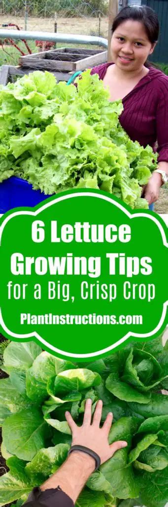 6 Tips for Growing Lettuce - Plant Instructions