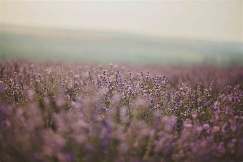 Lavender Flower Field 1229689 Stock Photo at Vecteezy