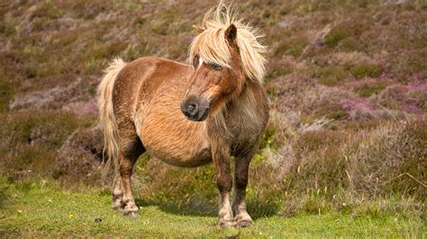 Shetland Pony Facts: Height, Colors, And History