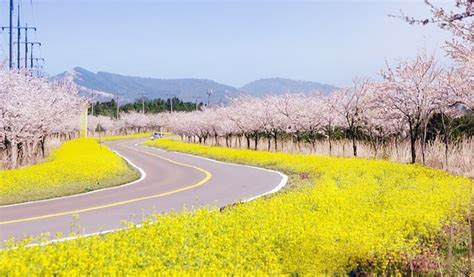 2024 Jeju Island Cherry Blossom & Canola Flower All-Inclusive Package ...