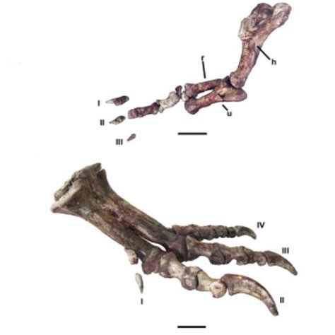 Meraxes gigas – New Giant Carcharodontosaurid from Argentina