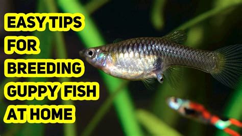 Guppy Fish Breeding Video