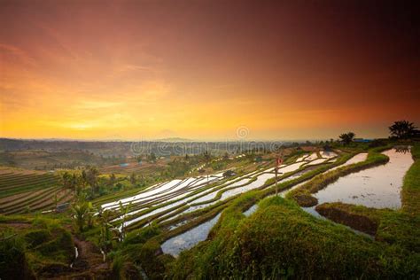 Beautiful Sunrise at Bali Rice Terraces during Sunrise. Rice Fields of Jatiluwih. Stock Image ...